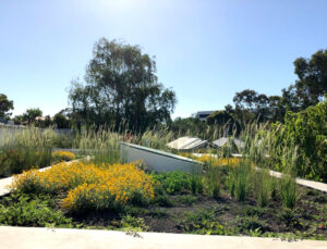 Rooftop Garden Project – Camberwell – Ploterra - Landscape Design and Construction