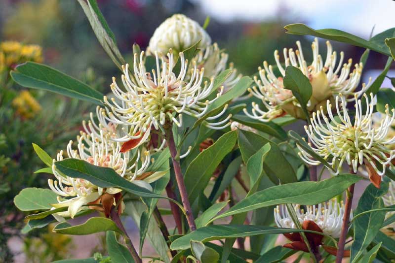 Step-by-Step Tips for Creating an Australian Native Garden