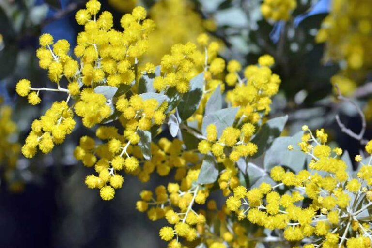 Step-by-Step Tips for Creating an Australian Native Garden