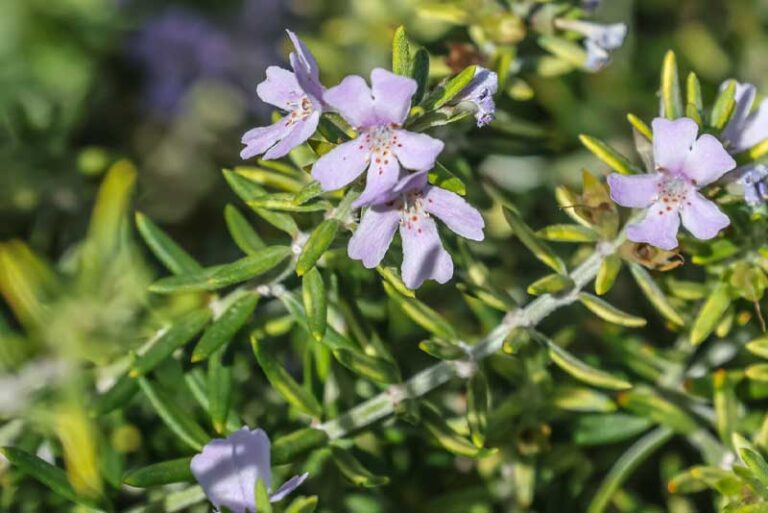 Step-by-Step Tips for Creating an Australian Native Garden