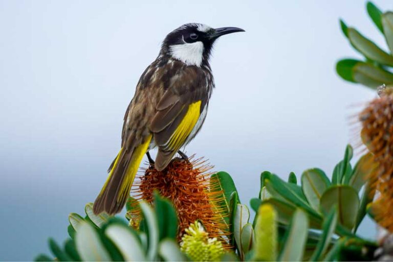 Step-by-Step Tips for Creating an Australian Native Garden