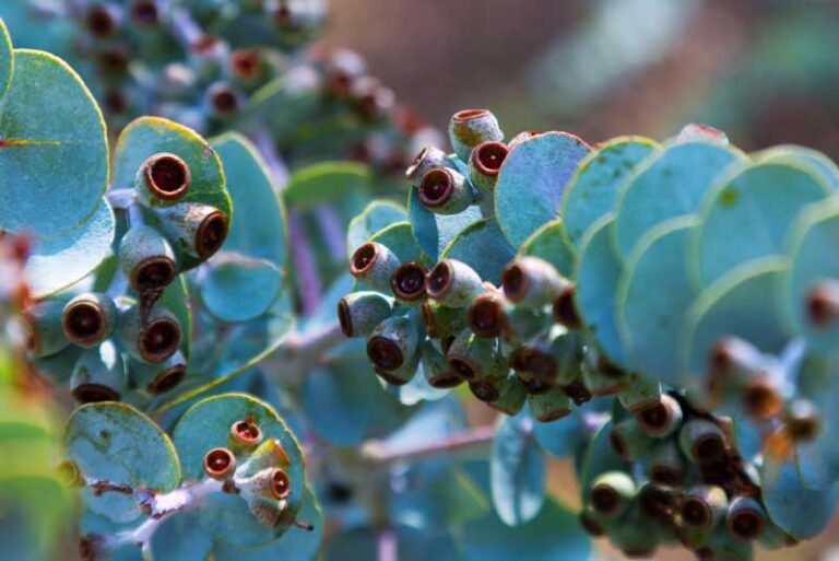 Step-by-Step Tips for Creating an Australian Native Garden