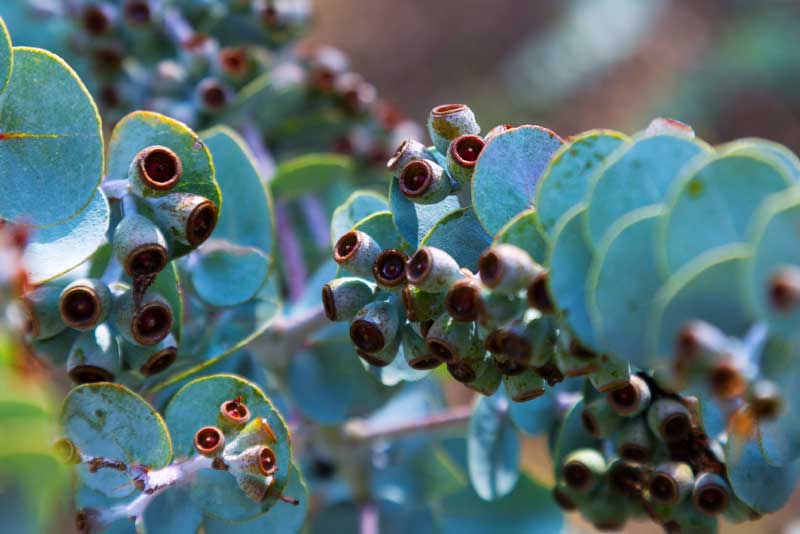 Step By Step Guide To Creating An Australian Native Garden